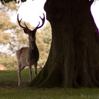 Sika Deer